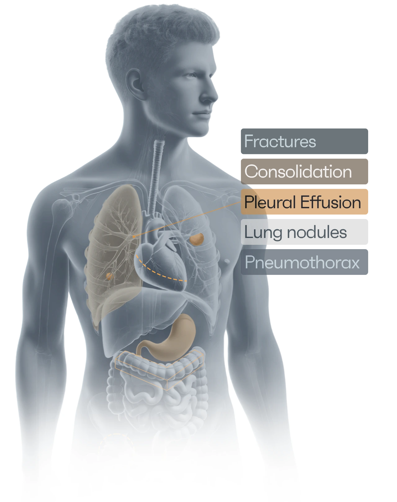 Human body X-ray illustration